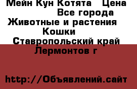 Мейн Кун Котята › Цена ­ 15 000 - Все города Животные и растения » Кошки   . Ставропольский край,Лермонтов г.